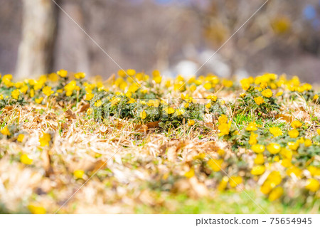 Amur adonis that announces spring [Nagano Prefecture] 75654945