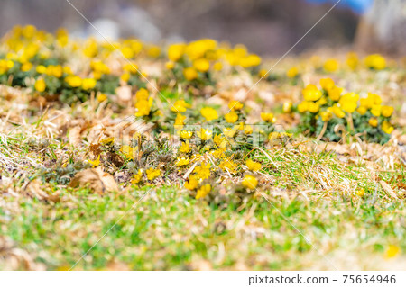 Amur adonis that announces spring [Nagano Prefecture] 75654946