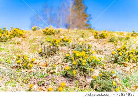 Amur adonis that announces spring [Nagano Prefecture] 75654955