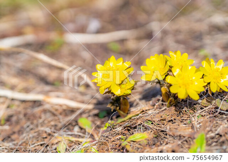 Amur adonis that announces spring [Nagano Prefecture] 75654967