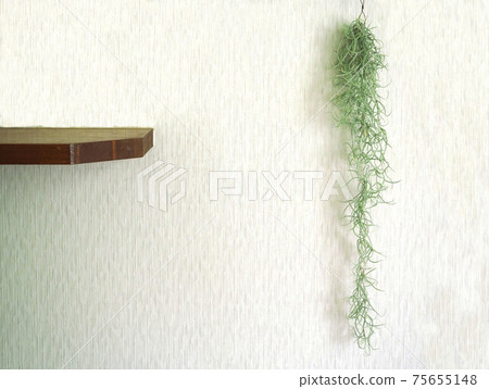 Air Plants Usneoides Interior Air Plants Usneoides Interior 75655148