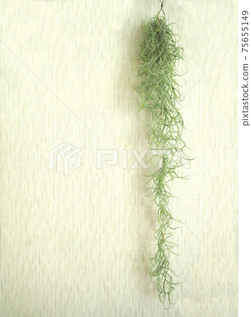 Air Plants Usneoides Interior Air Plants Usneoides Interior 75655149