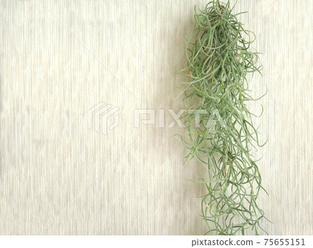 空氣植物 Usneoides 內部 空氣植物 Usneoides 內部 75655151