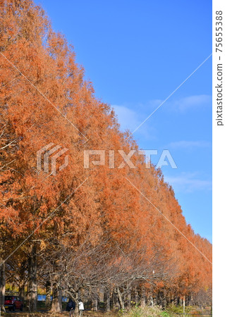 Metasequoia Tree Line 75655388