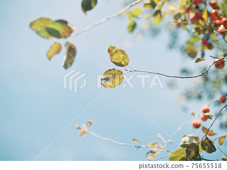 Cute leaves Cute leaves 75655518