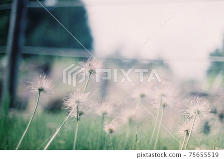 Pale fluff Pale fluff 75655519