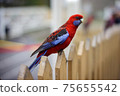 bird  75655542