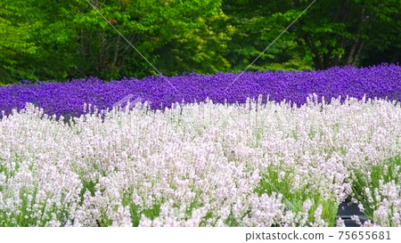 White and purple lavender fields White and purple lavender fields 75655681