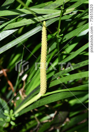 Acorus gramineus flower 75655820
