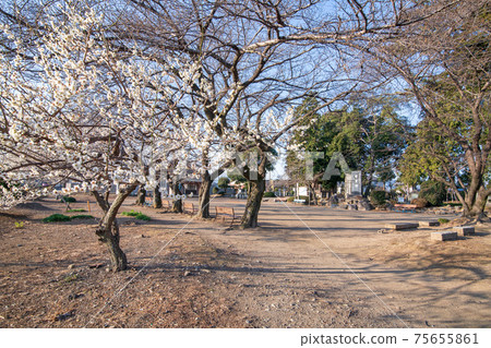 博多山館遺址,深谷市,博多山重田歷史公園 博多山館遺址,深谷市,博多山重田歷史公園 75655861
