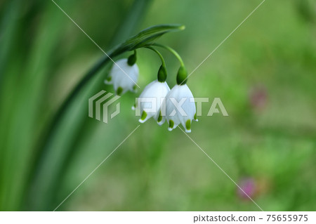 Snowflake (Suzuran Narcissus) flower Snowflake (Suzuran Narcissus) flower 75655975