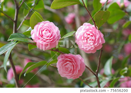 Pretty pink petals "Otome Tsubaki" 75656200