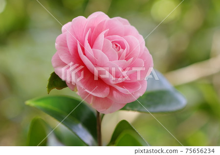 漂亮的粉紅色花瓣 乙女椿 照片素材 圖片 圖庫