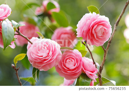 Pretty pink petals "Otome Tsubaki" 75656235