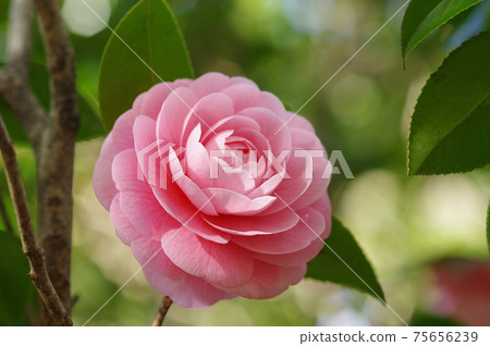 漂亮的粉紅色花瓣“乙女椿” 75656239