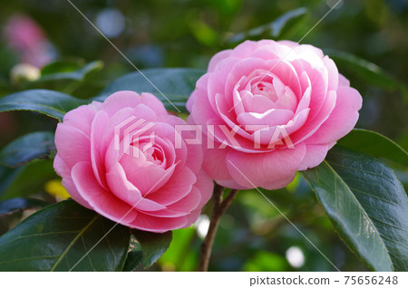 Pretty pink petals "Otome Tsubaki" 75656248