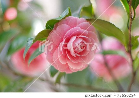 漂亮的粉紅色花瓣“乙女椿” 75656254