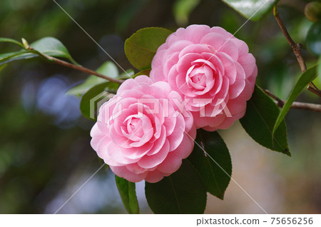 Pretty pink petals "Otome Tsubaki" 75656256