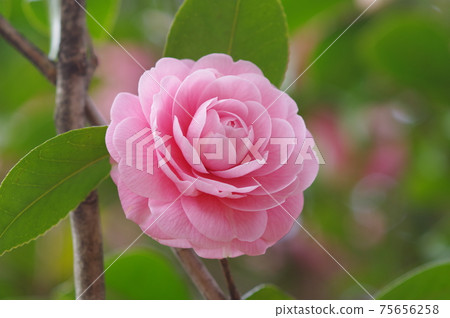 Pretty pink petals "Otome Tsubaki" Pretty pink petals "Otome Tsubaki" 75656258