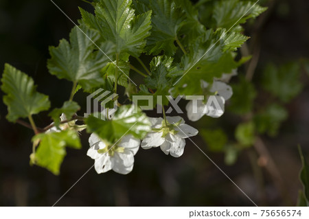 Maple strawberry flower 75656574