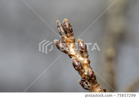 吉野櫻花的芽 吉野櫻花的芽 75657299