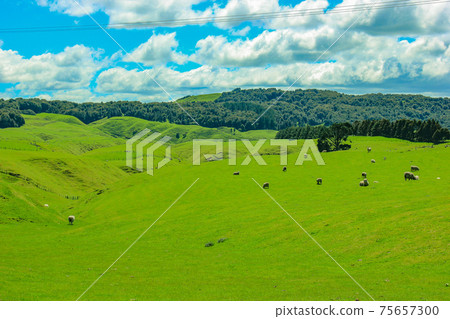 新西蘭北部壯麗的風景 75657300