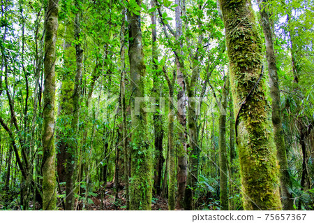 New Zealand magnificent landscape Tane Mahuta New Zealand magnificent landscape Tane Mahuta 75657367