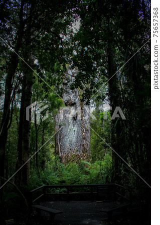 New Zealand magnificent landscape Tane Mahuta New Zealand magnificent landscape Tane Mahuta 75657368
