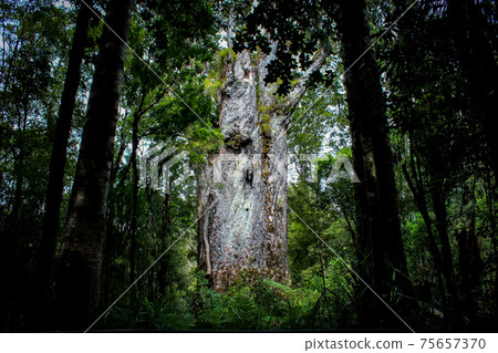 New Zealand magnificent landscape Tane Mahuta New Zealand magnificent landscape Tane Mahuta 75657370