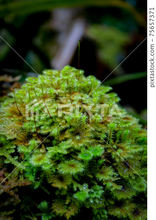 New Zealand magnificent landscape Tane Mahuta New Zealand magnificent landscape Tane Mahuta 75657371