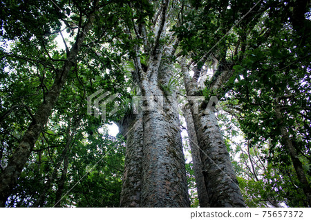 New Zealand magnificent landscape Tane Mahuta 75657372