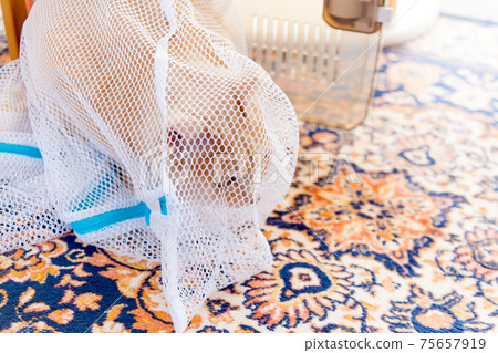 Put the rampaging cat in the laundry net and take it to a veterinary clinic 75657919