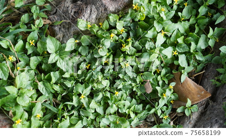 Small flowers and grass background material Small flowers and grass background material 75658199