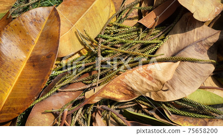 琴葉落葉素材素材 75658200