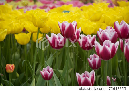 Netherlands Keukenhof park tulip Netherlands Keukenhof park tulip 75658255