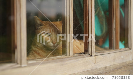 Free and lazy cat portrait Free and lazy cat portrait 75658328