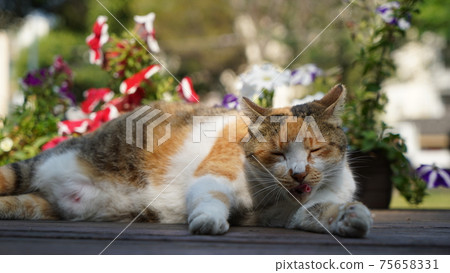 Free and lazy cat portrait Free and lazy cat portrait 75658331
