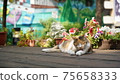 Free and lazy cat portrait 75658333