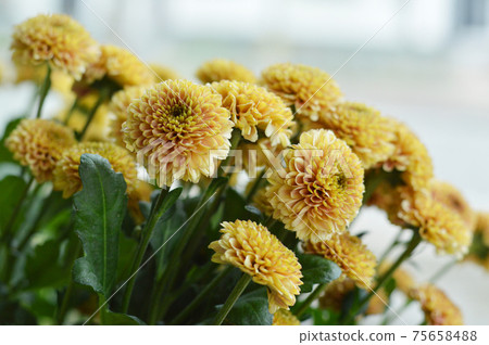 靠窗的黃色乒乓球媽媽 75658488