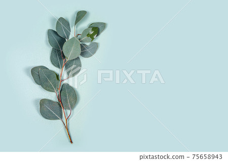 Natural eucalyptus leaves with water drops on mint pastel green background. A branch of eucalyptus, drops of water on the leaves. Spring background. Flat lay floral composition, top view, copy space Natural eucalyptus leaves with water drops on mint pastel green background. A branch of eucalyptus, drops of water on the leaves. Spring background. Flat lay floral composition, top view, copy space 75658943