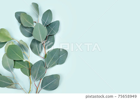 Natural eucalyptus leaves on mint pastel green background. Flat lay floral composition, top view, copy space Natural eucalyptus leaves on mint pastel green background. Flat lay floral composition, top view, copy space 75658949