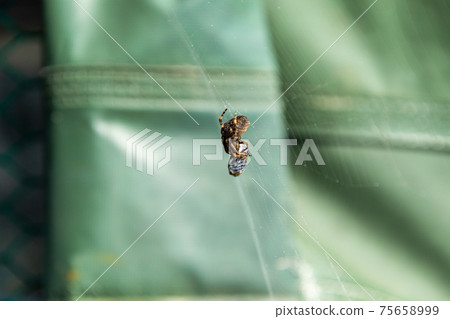 Spider eating 75658999