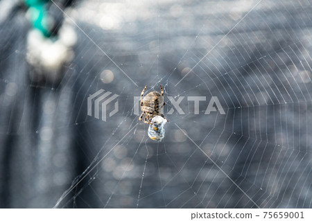 Araneus meal 75659001