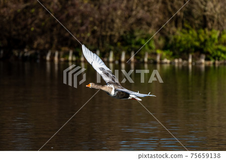 The flying greylag goose, Anser anser is a species of large goose The flying greylag goose, Anser anser is a species of large goose 75659138