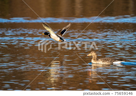 Wild duck or mallard, Anas platyrhynchos flying over a lake Wild duck or mallard, Anas platyrhynchos flying over a lake 75659146