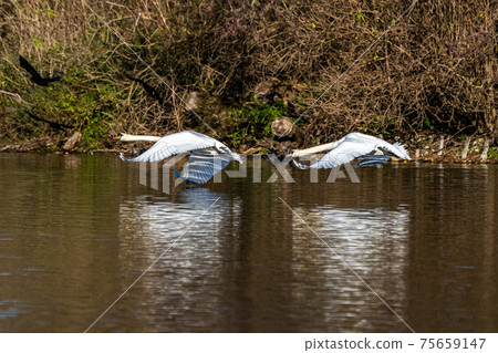 Mute swan, Cygnus olor swimming on a lake Mute swan, Cygnus olor swimming on a lake 75659147