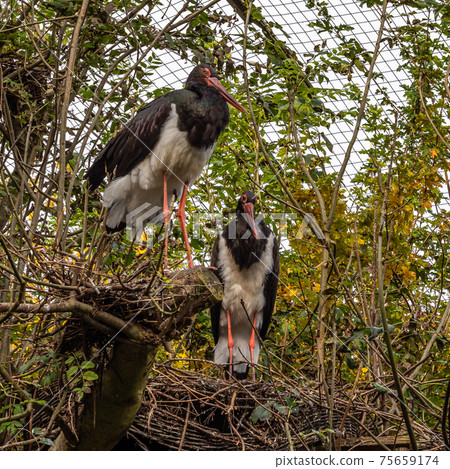 Black stork, Ciconia nigra in a german nature park 75659174