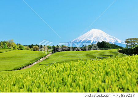 Blue sky of early summer and fresh green tea fields and Mt. Fuji 75659237