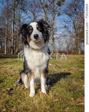 Australian Shepherd Dog at park 75659904