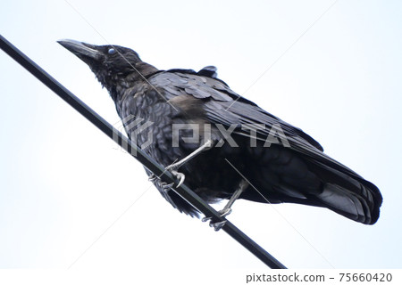 Hermopotus玻璃 75660420